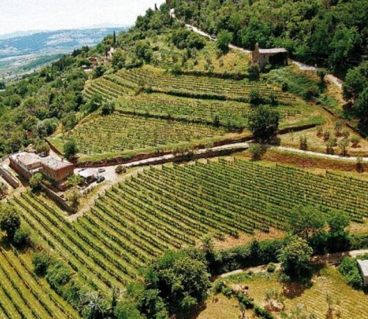 Il Marroneto