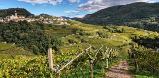DOLO-VINI-MITI: il festival dei vini verticali