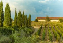 Fattoria di Magliano