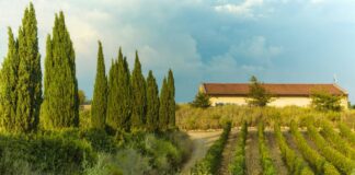 Fattoria di Magliano