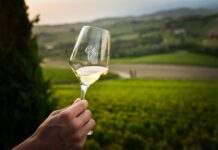 Collio Evolution 2026: degustazioni e masterclass tra Gorizia e Cormons